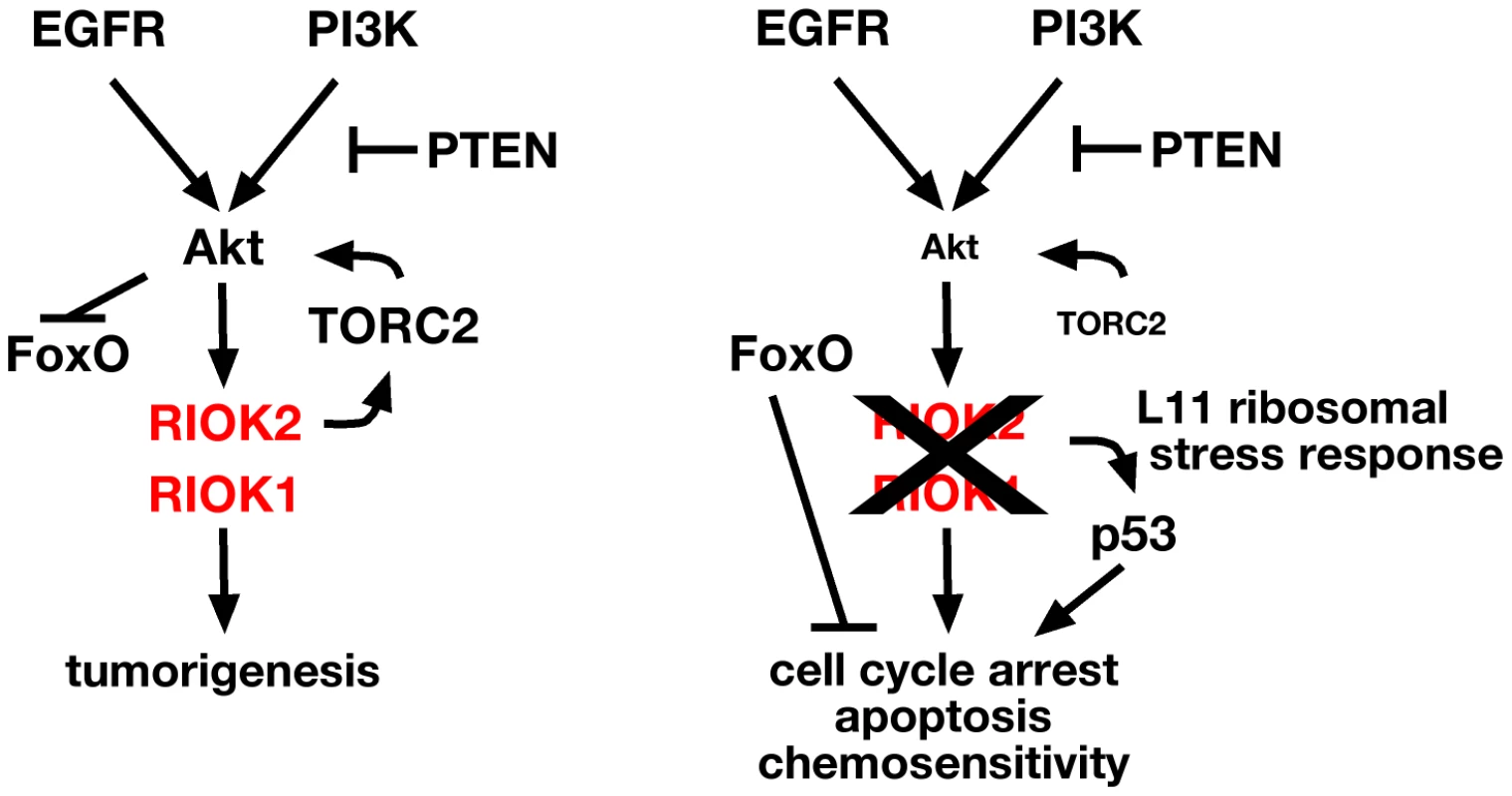 RIOK1 and RIOK2 are required for EGFR- and PI3K-mediated tumorigenesis.