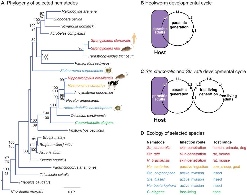 Phylogenetic relationships and life cycles of parasitic nematodes.