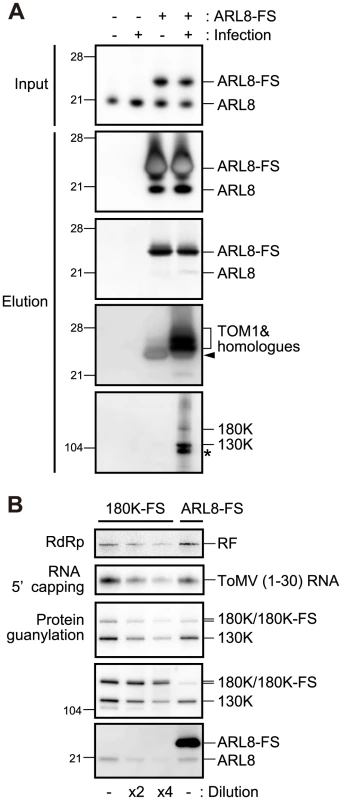 Affinity purification of ARL8-FS from uninfected and ToMV-infected BY-2 cells.