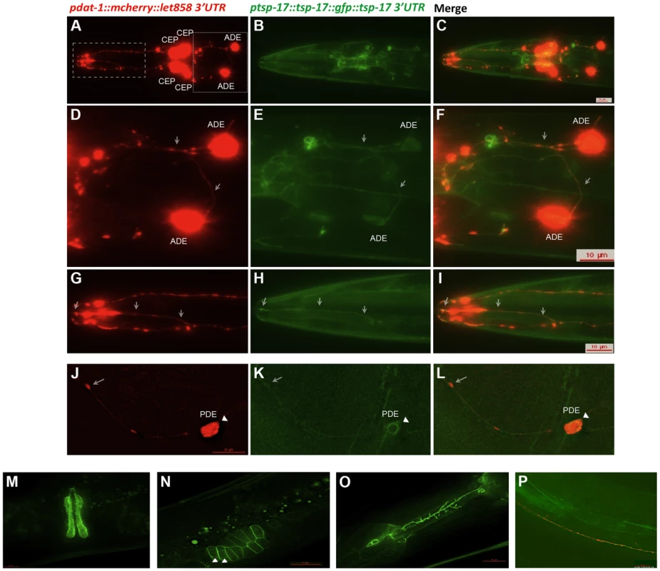 TSP-17::GFP expression.