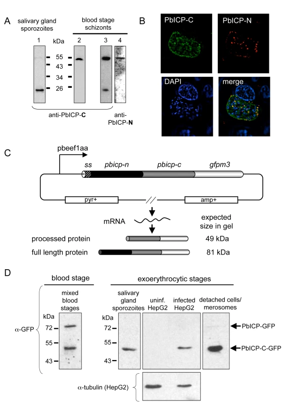 PbICP is posttranslationally processed in the blood stage and exoerythrocytic stages.