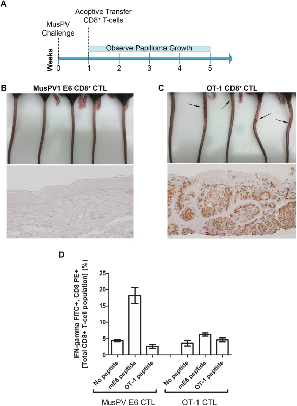 Adoptive transfer of E6-specific CD8+ cytotoxic T cell line one week after MusPV1 challenge prevents papilloma formation in immunodeficient mice.