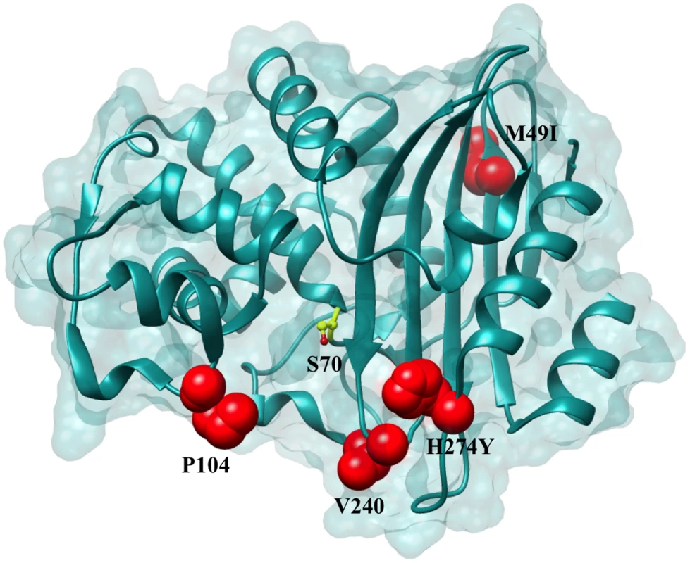 Positions of the variants residues included in this study on the KPC-2 enzyme.