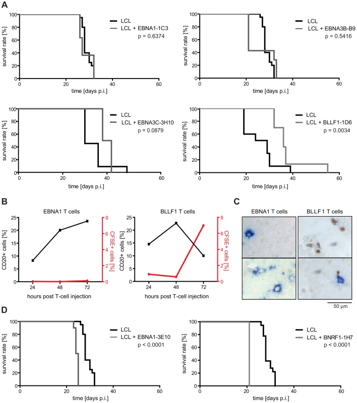 EBV-specific CD4+ T cells differ in their tumor-protective potential.