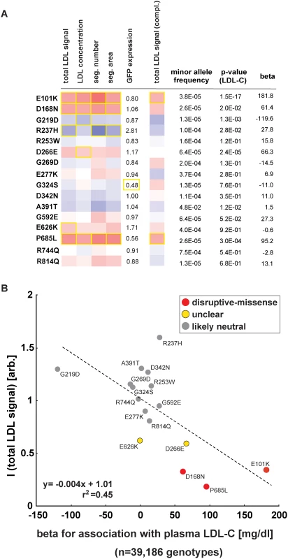 Impact of individual <i>LDLR</i> missense variants on cellular LDL-uptake correlates with single-variant association results for plasma LDL-C in ~40,000 individuals.
