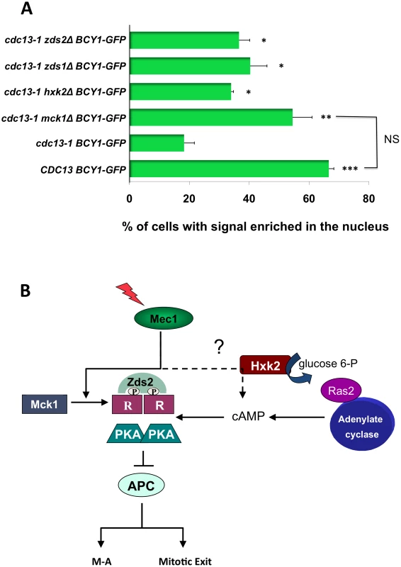 Mck1, Zds1, Zds2, and Hxk2 are required for R subunit re-localization after DNA damage.