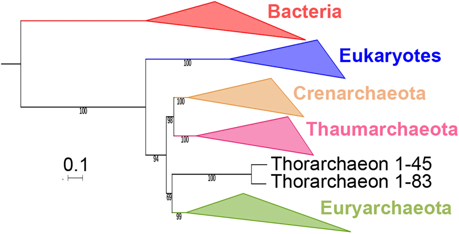 Position of <i>Candidatus</i> Thorarchaeota archaea in the Tree of Life.