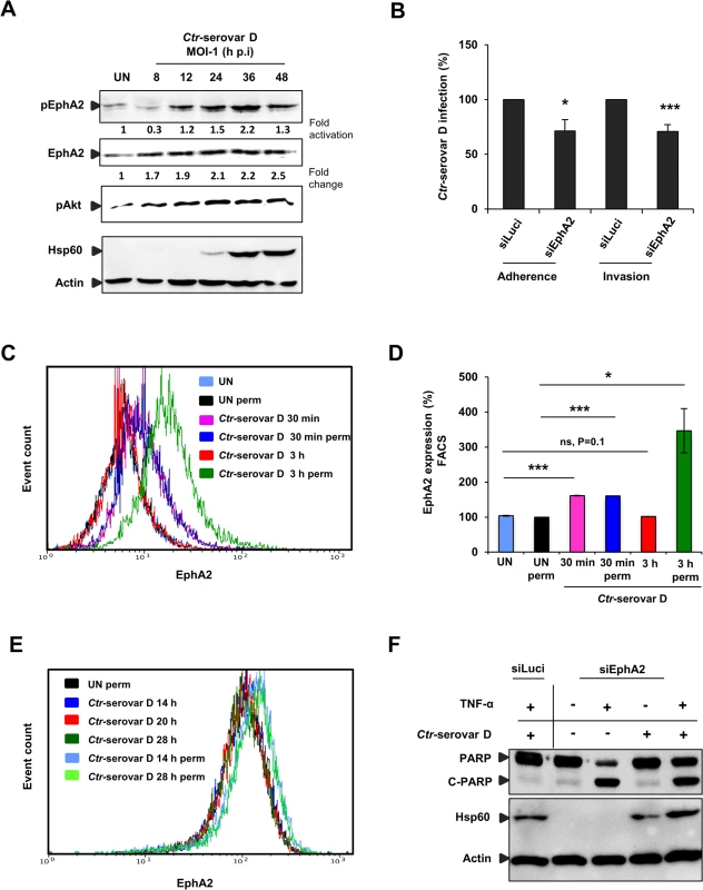 <i>Ctr</i>-serovar D utilize EphA2 signaling to invade the cells and to prevent apoptosis induced by TNF-α.