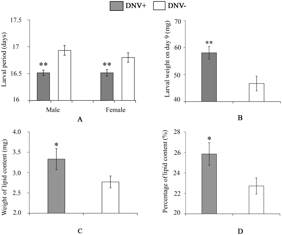 Larval life-history parameters of DNV- and DNV+ cotton bollworms.