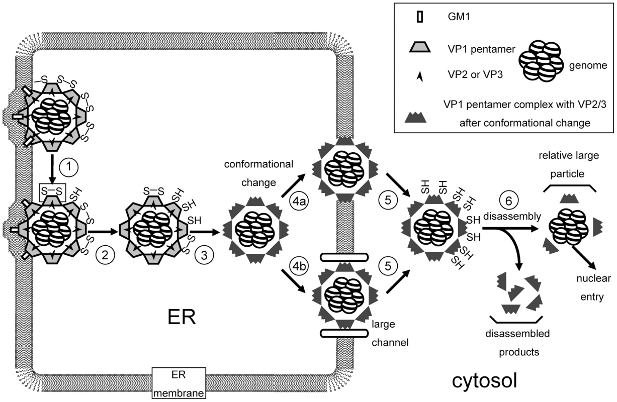 Model of SV40 penetration across the ER membrane (See text for discussion).
