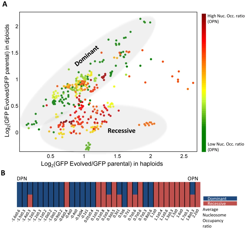 Genomic changes correlate with the gene promoter structure.