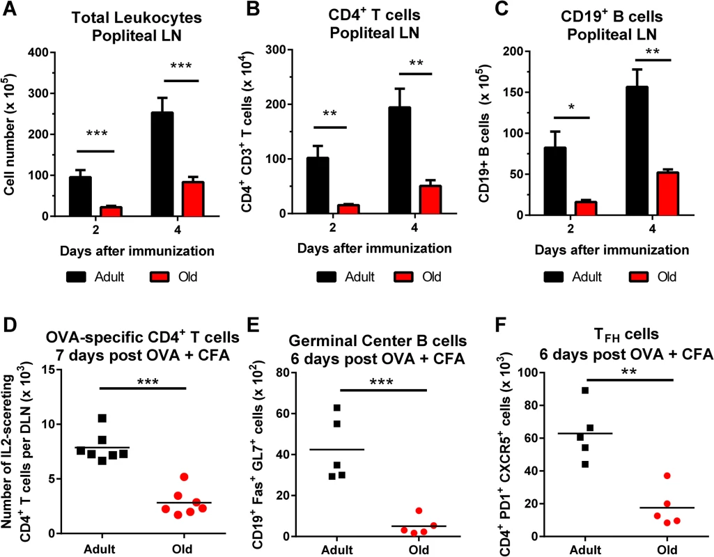 Decreased accumulation of CD4<sup>+</sup> T cells and CD19<sup>+</sup> B cells in DLN of old mice after immunization with ovalbumin.