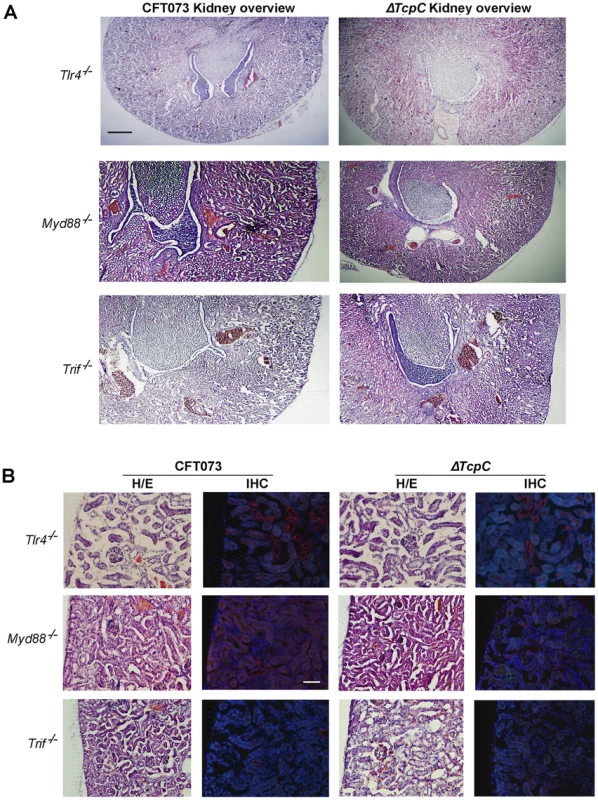 Morphology of intact kidney tissue in <i>Tlr4 <sup>−/−</sup></i> and adaptor protein mutant mice infected with CFT073 and Δ<i>TcpC</i>.