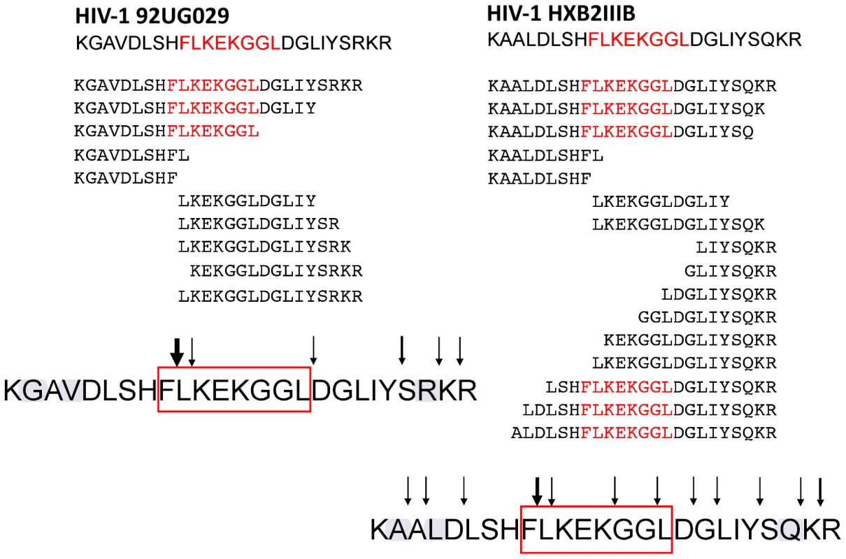 Oligopeptides derived from HIV-1<sub>92UG029</sub> and HIV-1<sub>HXB2</sub> showed strikingly different digestion patterns.