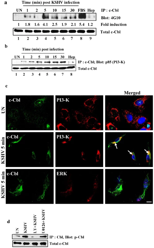KSHV infection induces tyrosine phosphorylation of c-Cbl and association of c-Cbl with PI3-K.