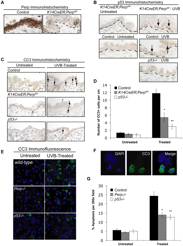 Perp loss compromises UVB-induced apoptosis <i>in vivo</i> and <i>in vitro</i>.