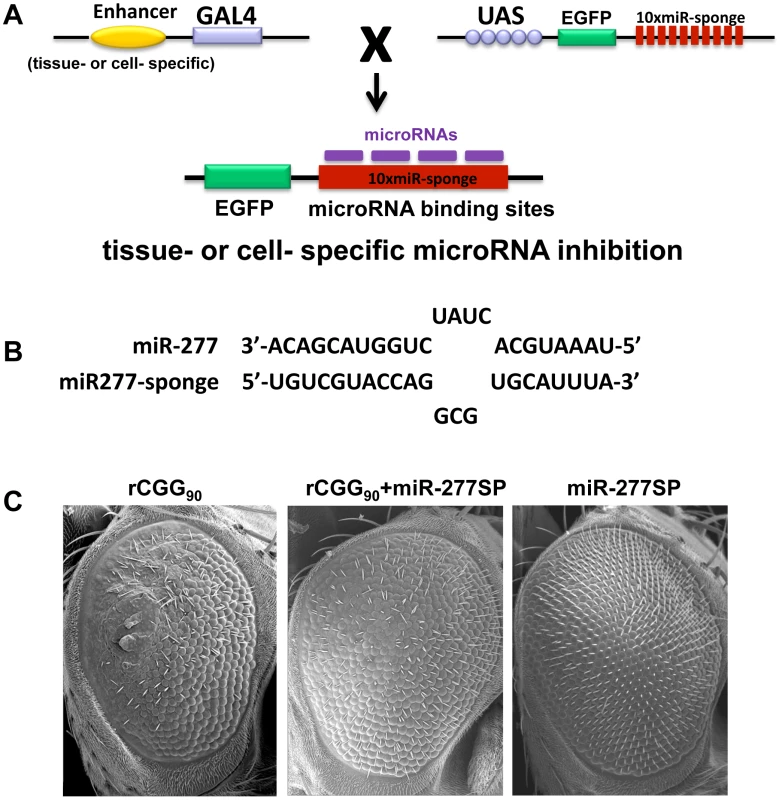 Blocking the activity of miR-277 suppresses rCGG-mediated neurodegeneration.