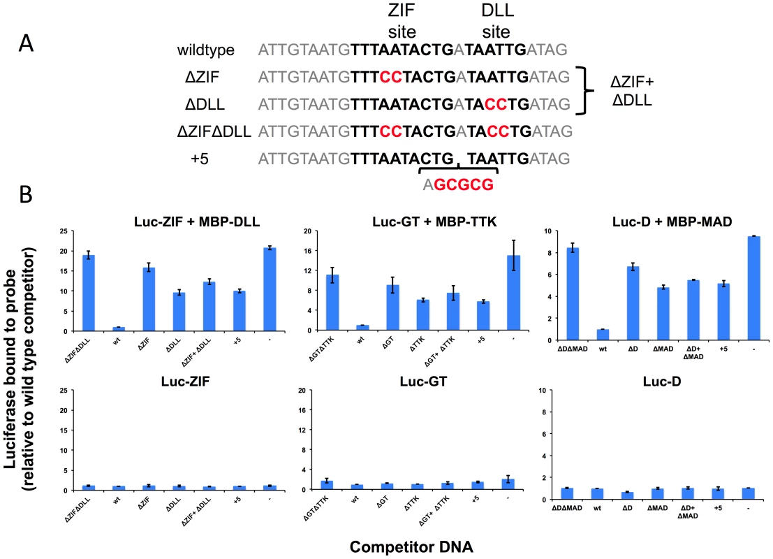Experimental validation of predicted cooperative DNA binding by three TF pairs, ZIF with DLL, GT with TTK and D with MAD.