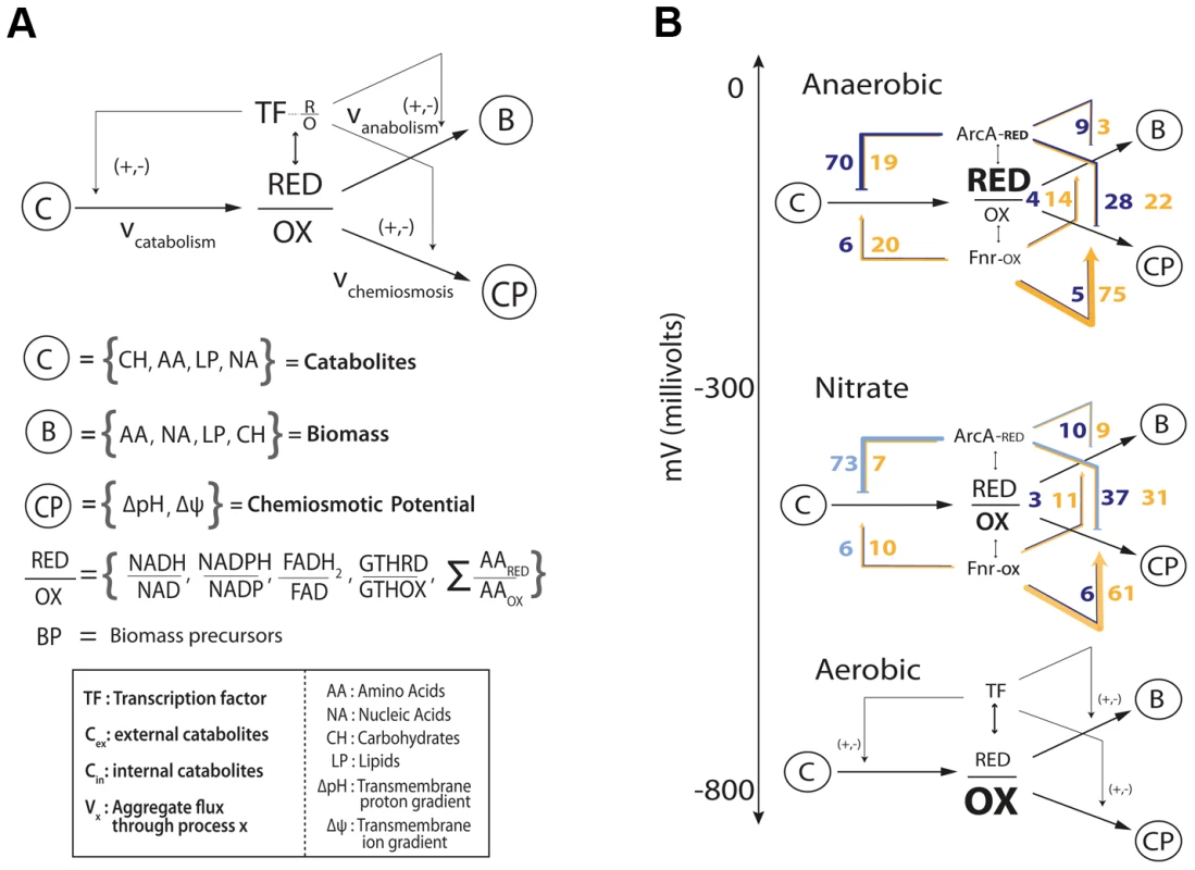 Flow based model of the metabolic-regulatory network explains regulation throughout the anaerobic shift.