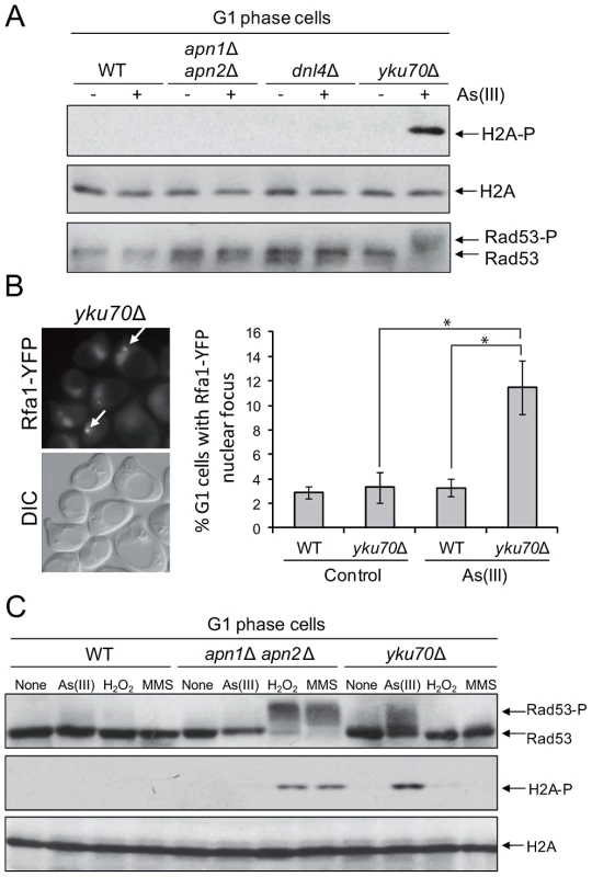 As(III) induces DNA damage checkpoint response in G1 phase in Yku70-deficient cells.