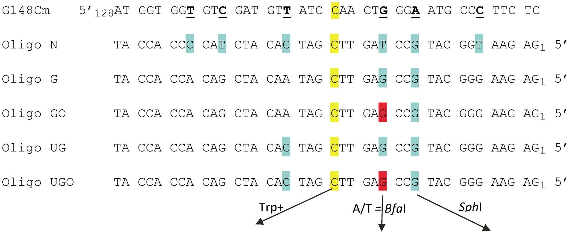 Sequences of <i>TRP5</i> mutant regions and oligonucleotides used for reversion analysis.