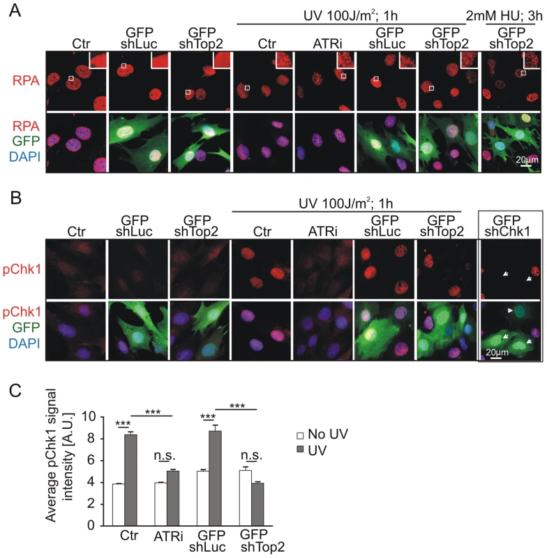 Mutation of AAD impairs ATR-Chk1 pathway <i>in vivo</i>.