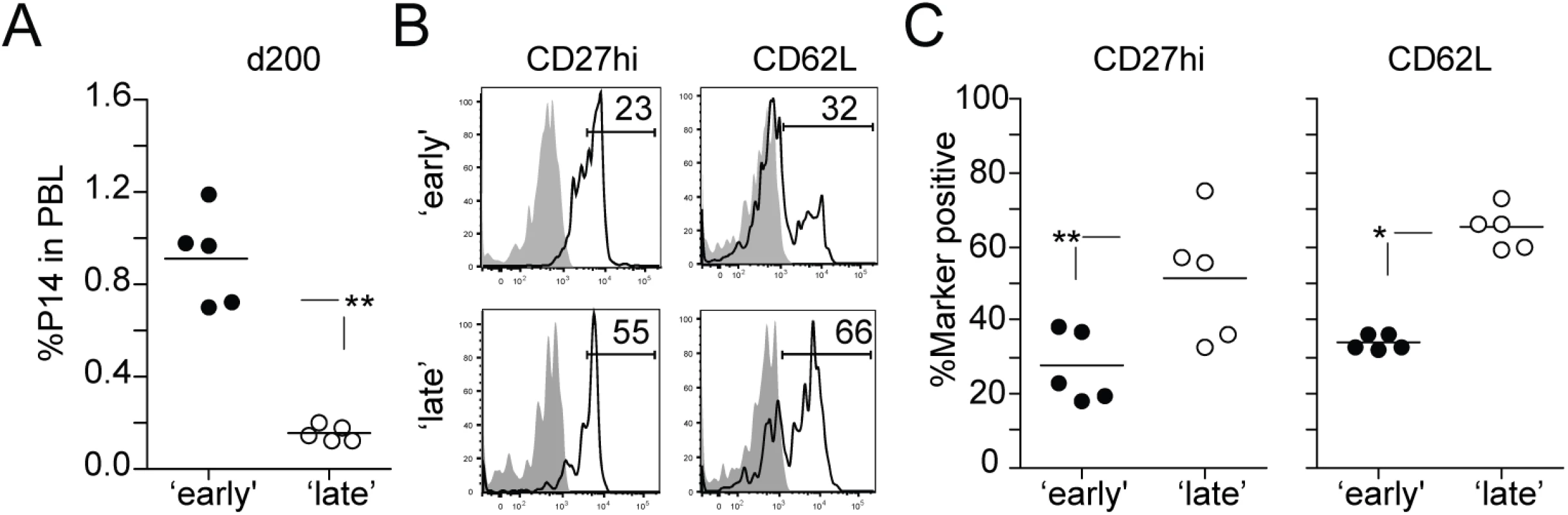 Late stimulated 1° M CD8 T cells acquire a long-term 2° M phenotype faster.