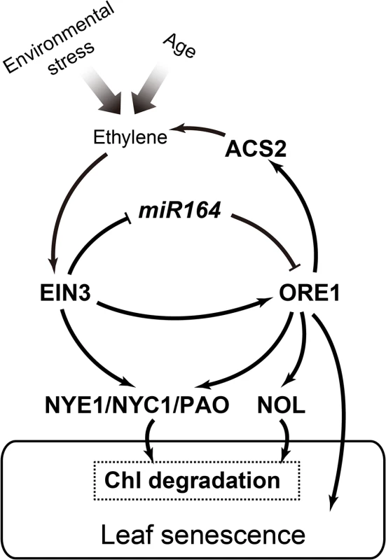 A working model of the EIN3-ORE1-CCGs coherent feed-forward loop in regulation of ethylene-mediated chl degradation.