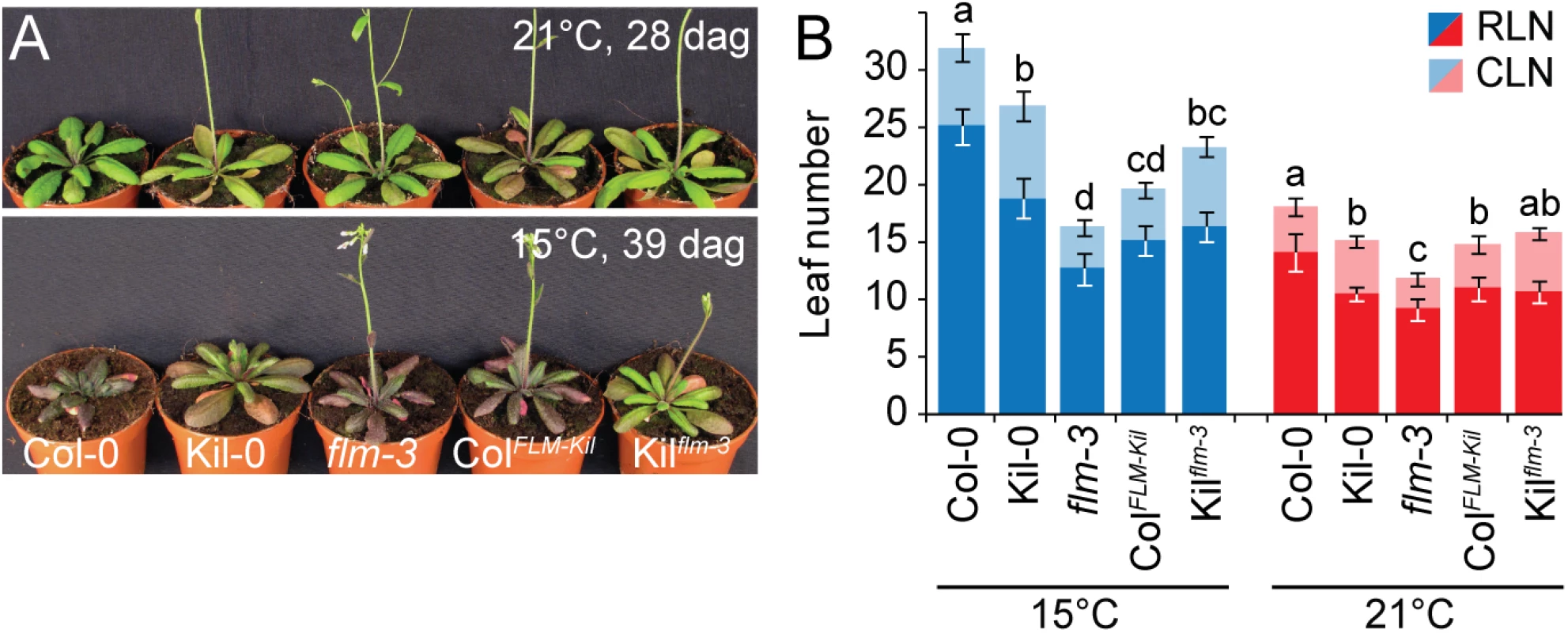 <i>FLM</i><sup><i>Kil-0</i></sup> accelerates flowering.