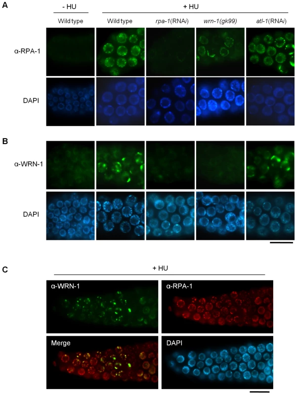 Reciprocal dependence of RPA-1 focus formation and nuclear localization of WRN-1 after DNA replication inhibition.