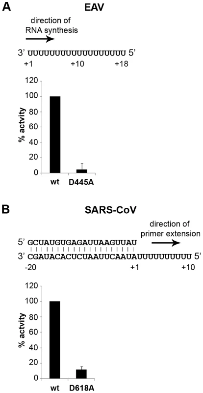 EAV and SARS-CoV RdRp assays with wild-type enzyme and active-site mutants.