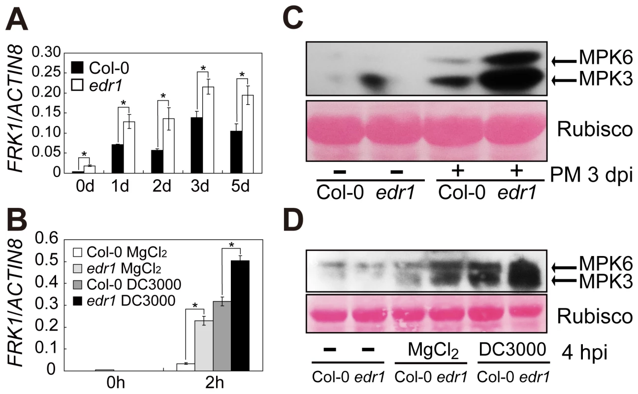EDR1 negatively regulates the kinase activity of MPK3 and MPK6.