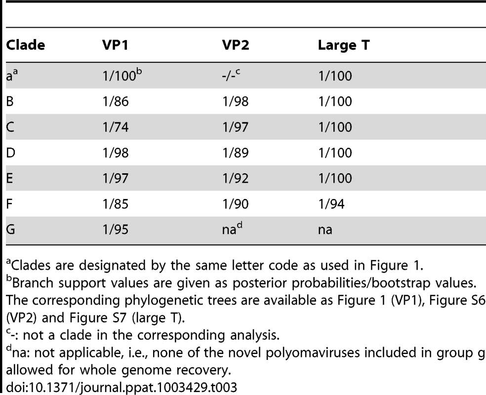 Branch support values for selected clades in VP1, VP2 and large T phylogenetic analyses.