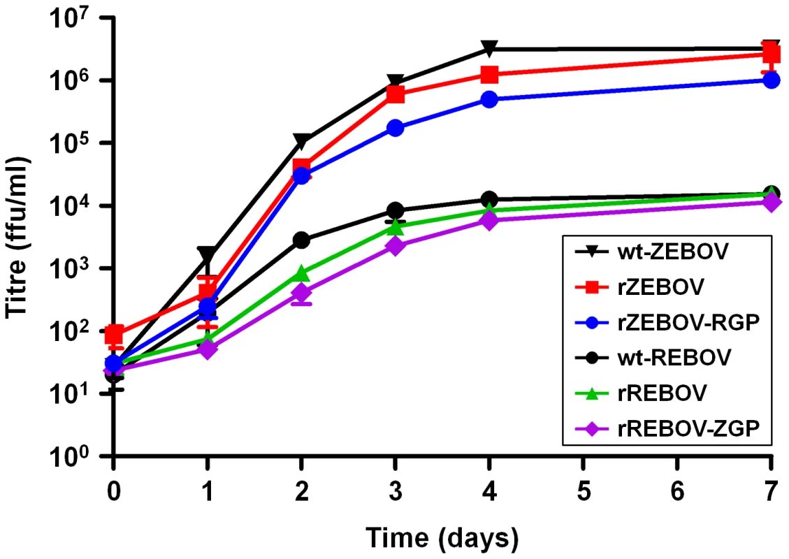 Growth kinetics of wild-type, recombinant and chimeric Ebola viruses during infection in VeroE6 cells.