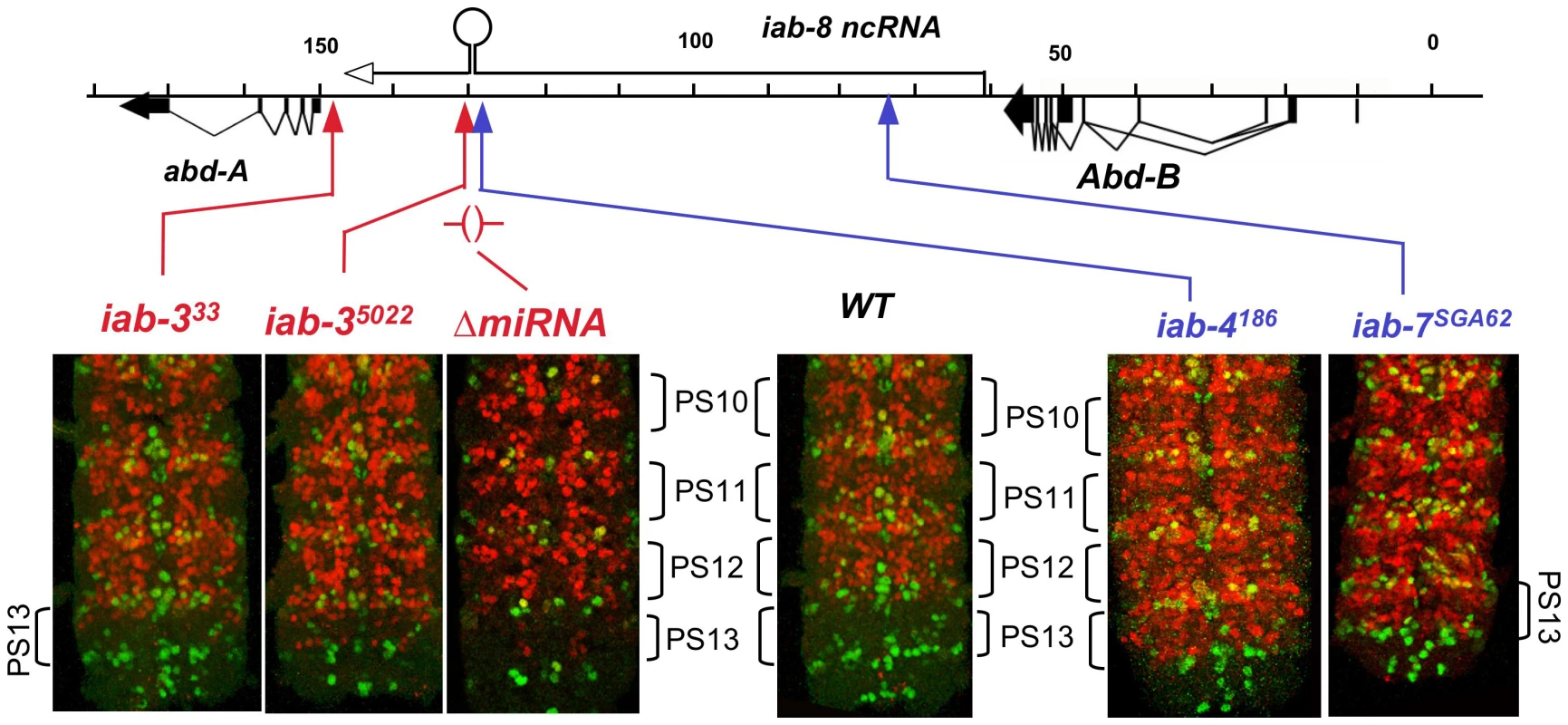 ABD-A expression in rearrangements truncating the iab-8 ncRNA.
