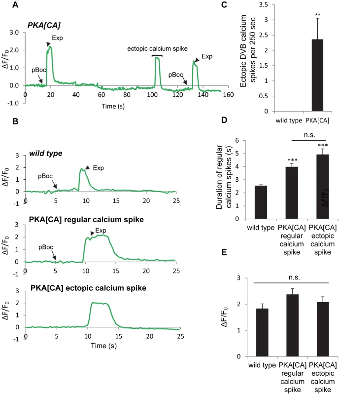 Constitutively active PKA causes ectopic calcium spikes in DVB neurons and increases calcium spike duration.