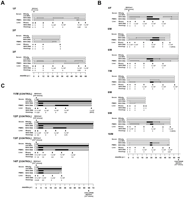 Lifelong profiles of serological markers of WHV infection and WHV DNA detection in serum, PBMC and liver tissue samples, and the results on liver histology in woodchucks injected with a single dose of 10 WHV/tm5 or 100 WHV/tm3 virions and in control animals infected with a liver pathogenic dose of 10<sup>6</sup> or 10<sup>10</sup> virions of the same inocula, respectively.