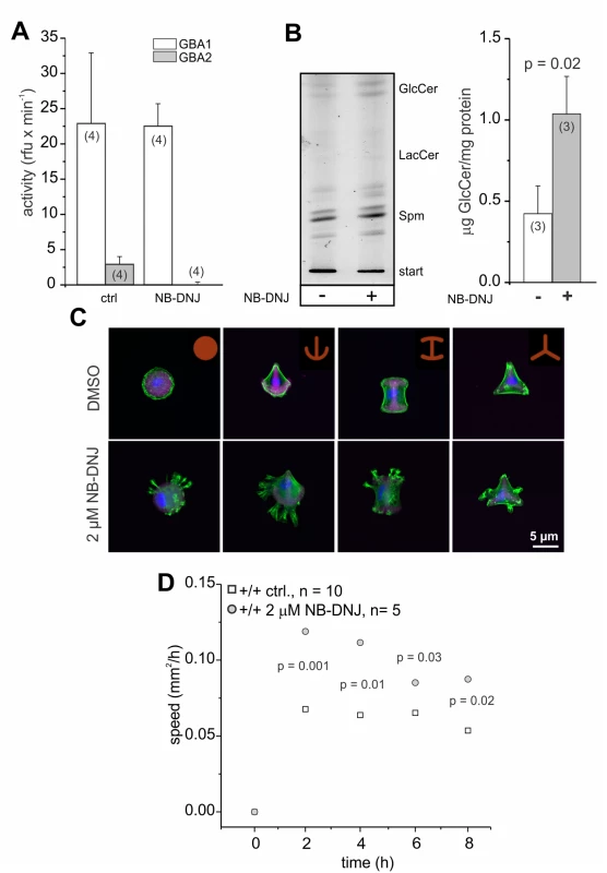 NB-DNJ treated fibroblasts also display cytoskeletal defects.