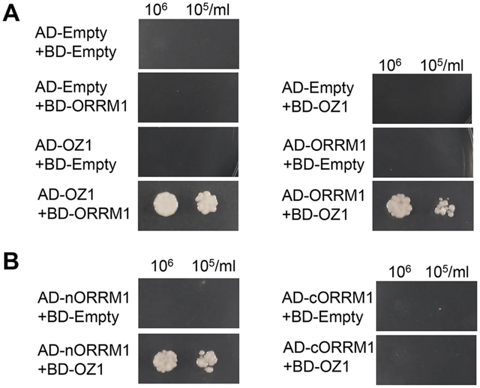Yeast two-hybrid assay of interaction of ORRM1 and OZ1.