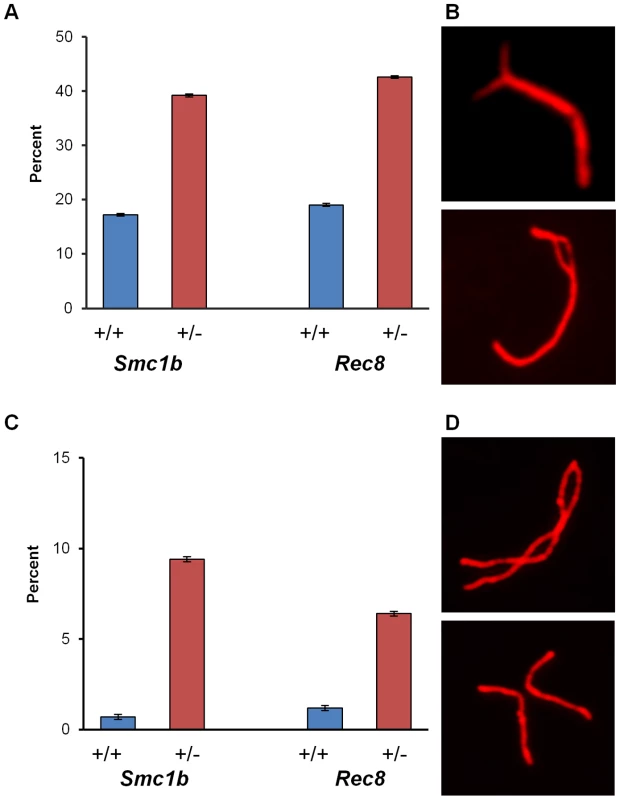 Synaptic errors are increased in cohesin heterozygotes.