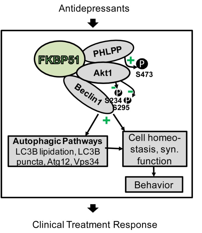 Model of FKBP51's impact on Beclin1 and autophagy pathways.