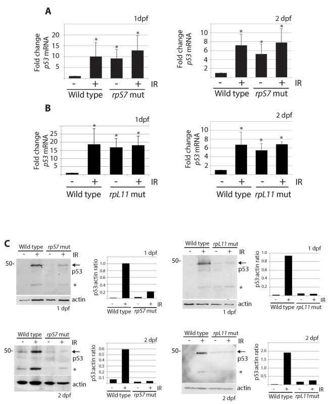 p53 protein stabilization is impaired independently of <i>p53</i> mRNA levels.