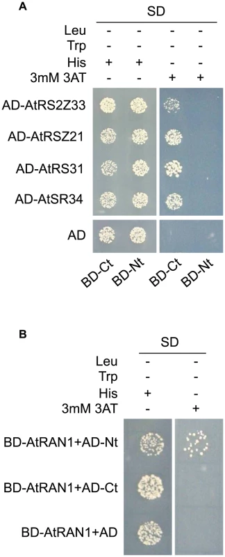 MOS14 interacts with AtRAN1 and SR proteins in yeast two-hybrid assays.