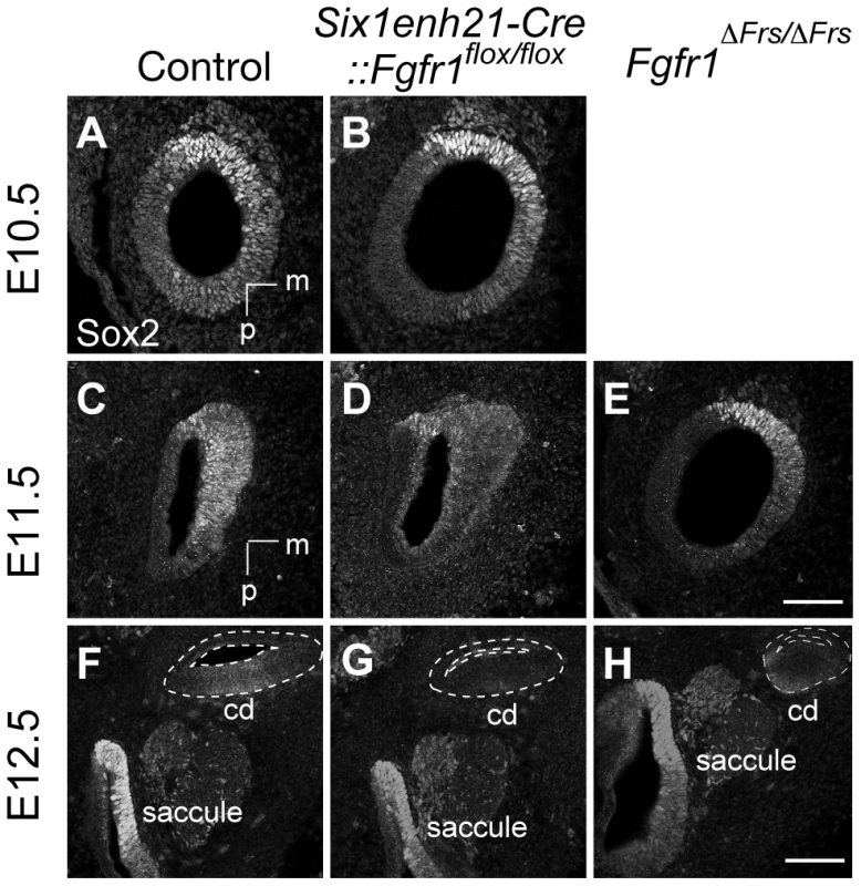 Sox2 is not maintained in FGFR1 signalling mutants.