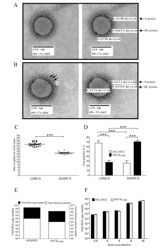 Morphology of viral crown peplomers is dependent on cleavage of the S glycoprotein but does not affect virus infectivity.
