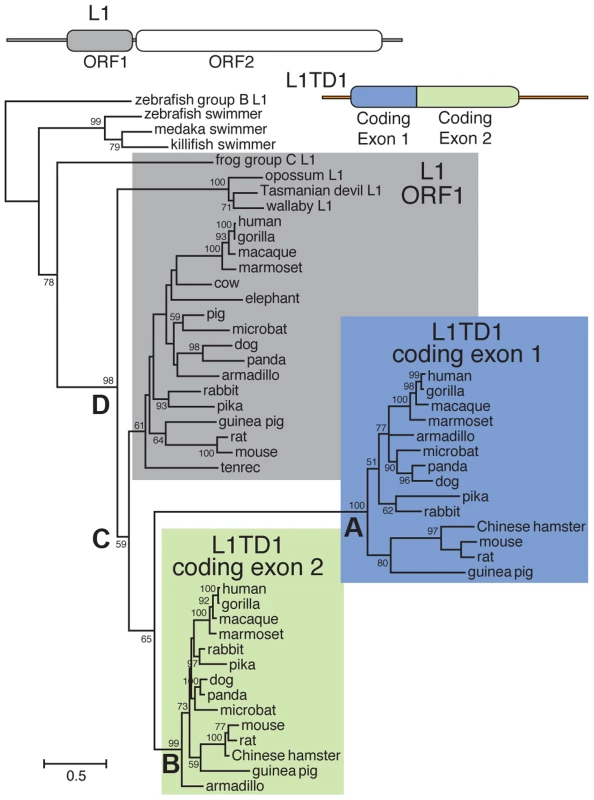 Phylogenetic tree of representative L1-ORF1p sequences and mammalian orthologs of the two <i>L1TD1</i> ORF1p-like regions.