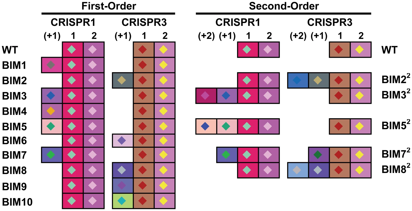 Graphical representation of spacers across the two CRISPR loci for <i>S. thermophilus</i> BIMs.