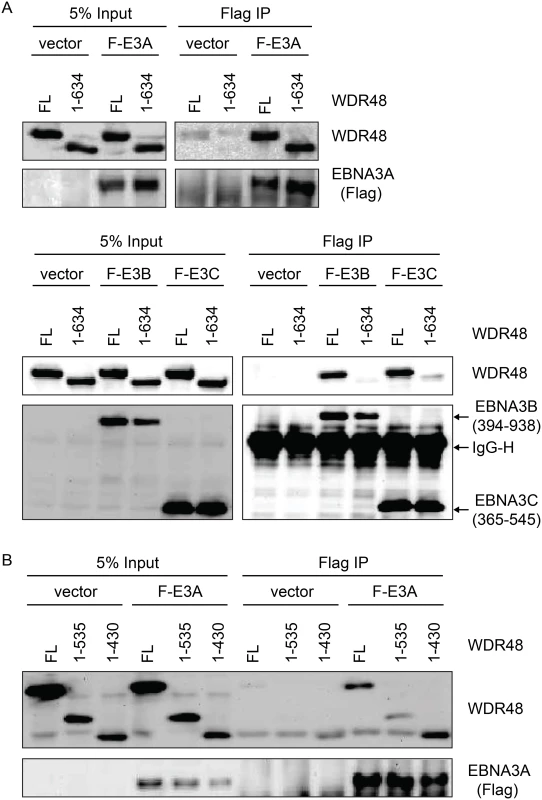 WDR48 SLD2 mediates binding to EBNA3B and EBNA3C, but is not required for EBNA3A binding.
