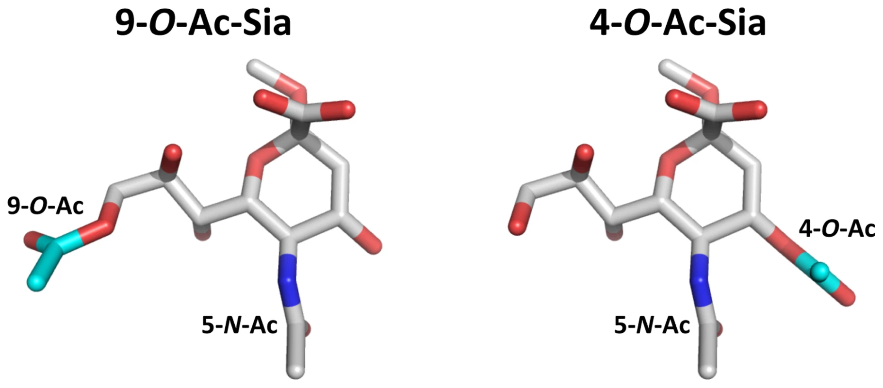 Stereochemical differences between 9-<i>O</i>- and 4-<i>O</i>-acetylated sialic acid.