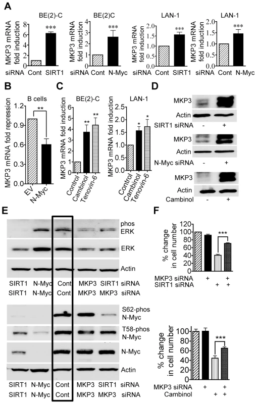 Repression of MKP3 gene expression is required for SIRT1-induced N-Myc protein stabilization and SIRT1-induced cell proliferation.